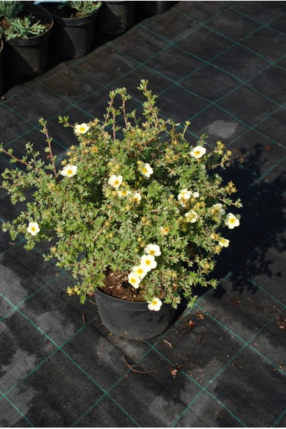 Перстач чагарниковий Прімроуз Б’юті - 5л/вис.40-50см/Ø30-40см